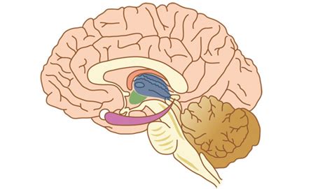 海馬迴|大腦皮質與海馬迴幫我們過目不忘